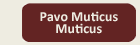 button_klein_muticus_aktiv