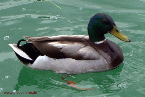 enten_07_012